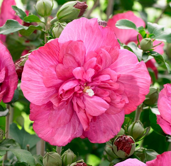 Hibiscus de jardí (sirià)