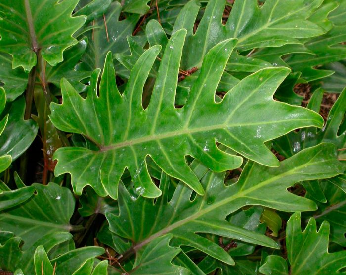 Bipinnat de Philodendron