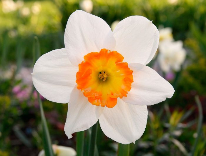 Pag-aalaga ng Daffodil