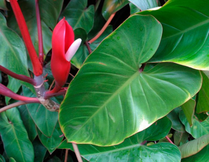 Philodendron đỏ mặt