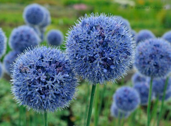 Allium blå
