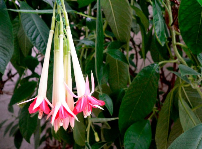 Bolivia Fuchsia