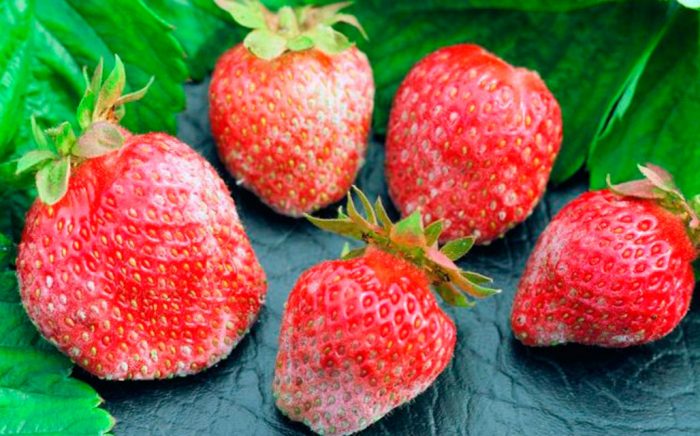 Pulveraktig mugg på jordbær