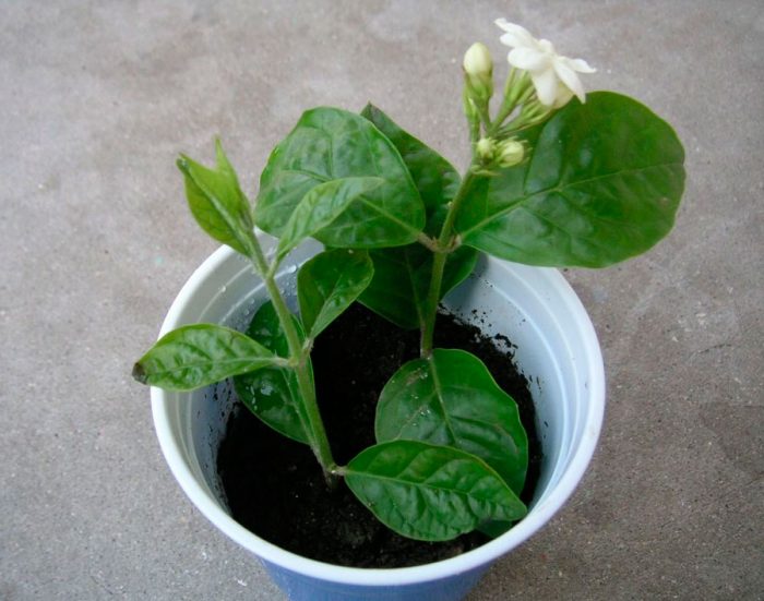 Jasmine propagation by cuttings