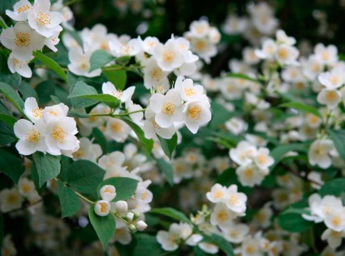 The healing properties of jasmine