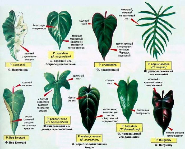 Specie Philodendron