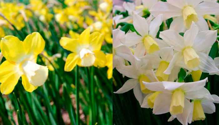 Daffodil tiub