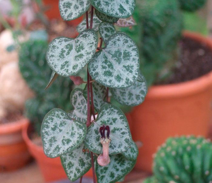 Ceropegia hout
