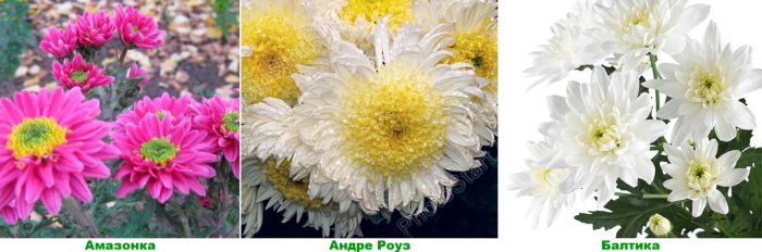 Einfache Chrysanthemen