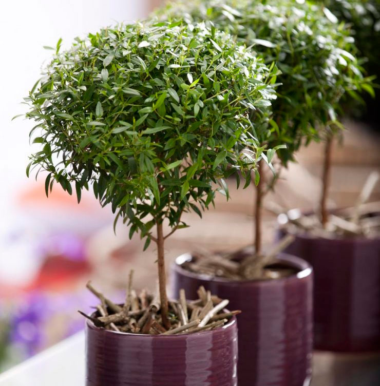 Mirto (árbol de mirto): cuidados en el hogar, trasplante y reproducción