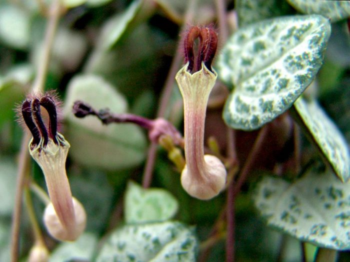 Pests and diseases of ceropegia