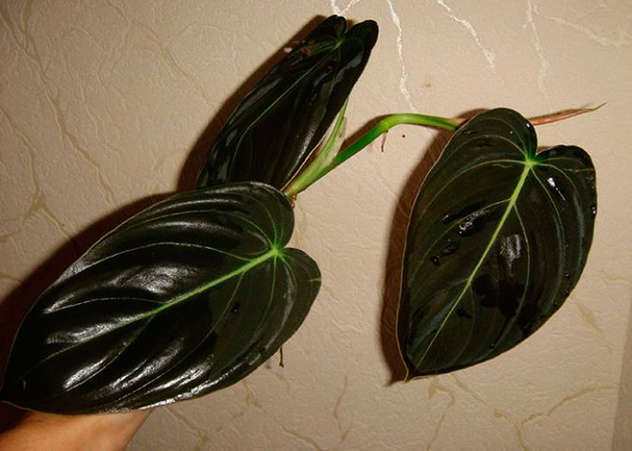 Andre de Philodendron-negre daurat