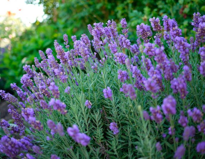 Zorg voor lavendel in de tuin