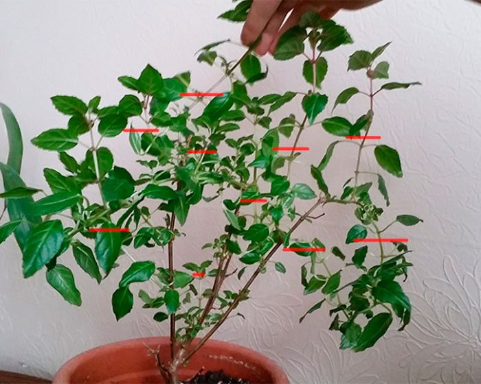 Fuchsia beskjæring