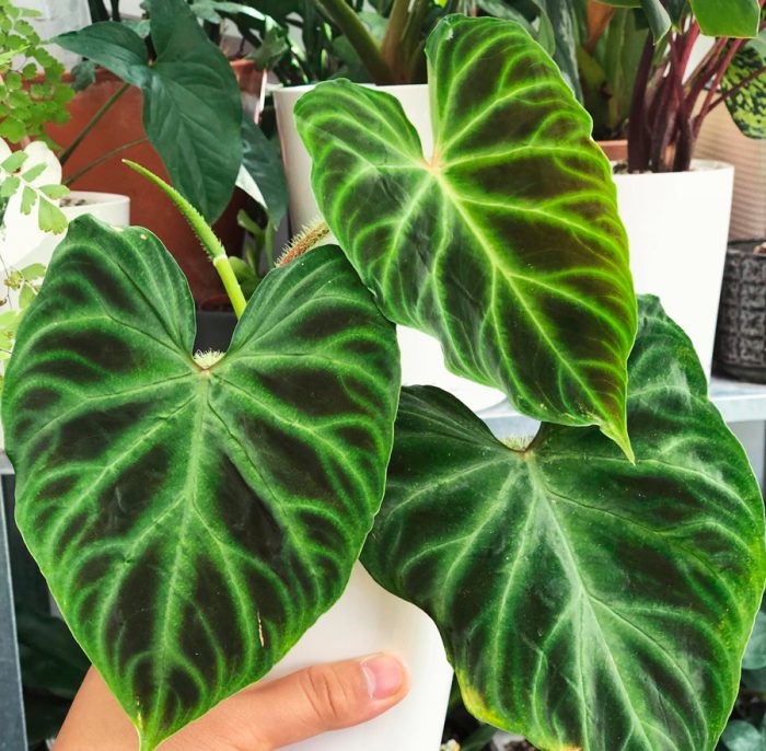 Philodendron siğil