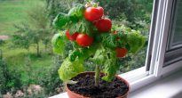Cà chua bi trên bậu cửa sổ