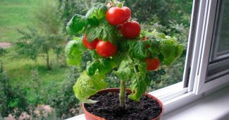 Cà chua bi trên bậu cửa sổ
