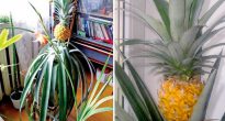 Kaip namuose auginti ananasus