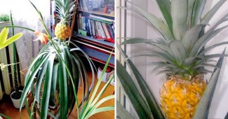 Как да отглеждаме ананас у дома