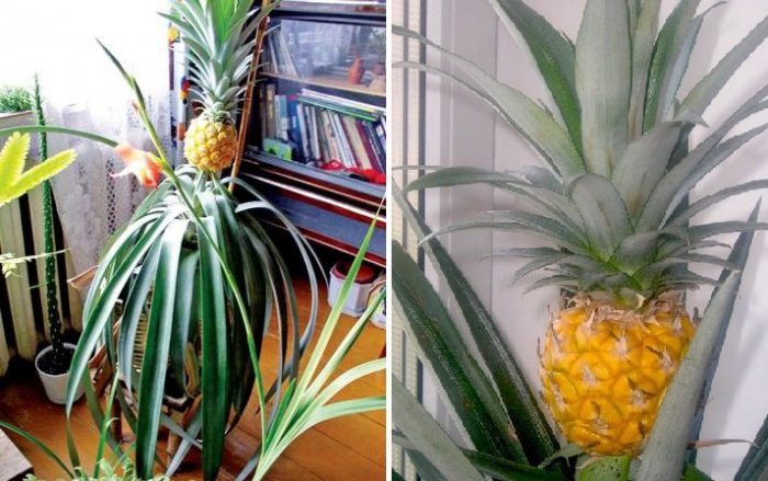 Как да отглеждаме ананас у дома