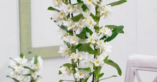 Dendrobium-orkidea