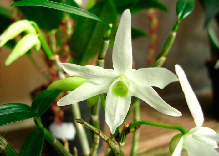 Μονόμορφο Dendrobium