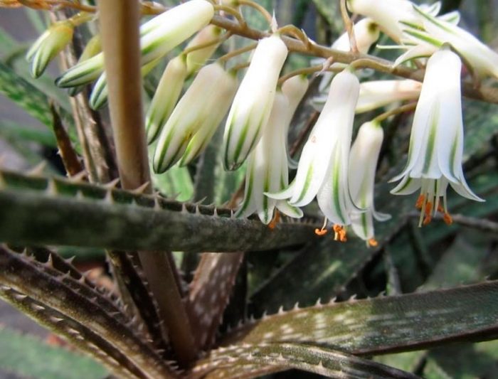 Aloes o białych kwiatach