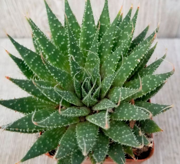 Aloe espinoso