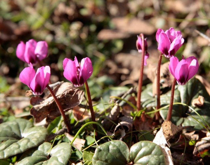 Cyclamen Colchis or Pontic