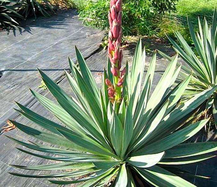 Yucca is glorious