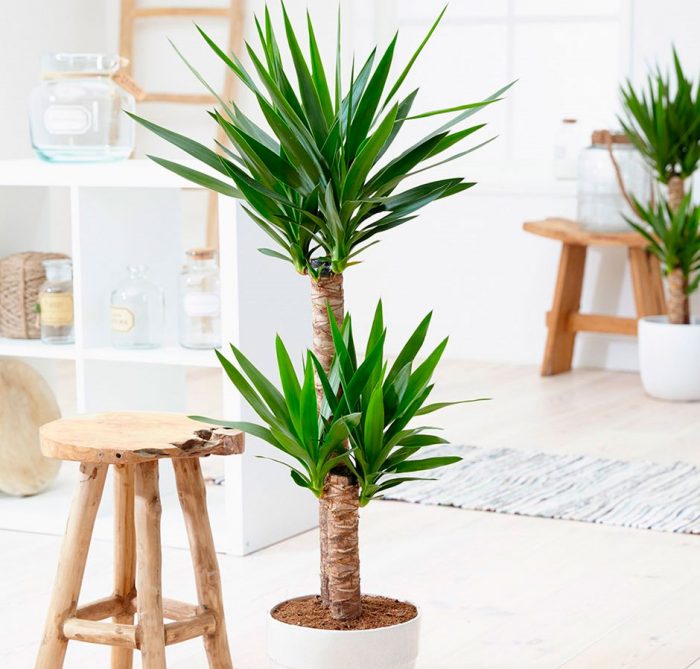 Yucca care at home