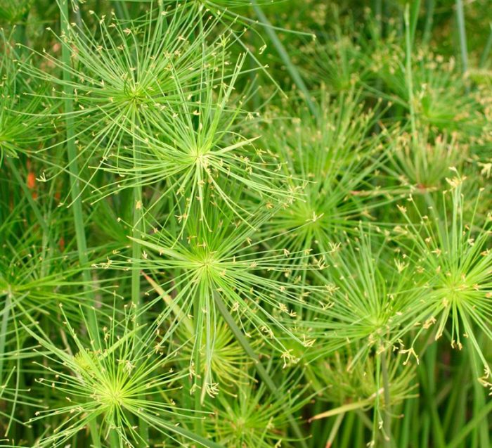 بردية Cyperus