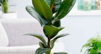 Ficus caoutchouteux (elastica)