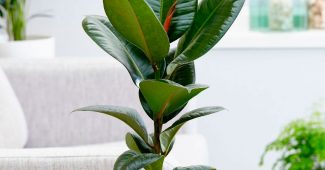 Ficus rubberachtig (elastica)