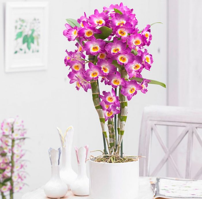 Orquídia Dendrobium