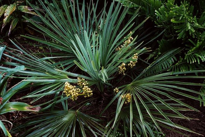 Punduris, trachycarpus, (Trachycarpus, nanus)