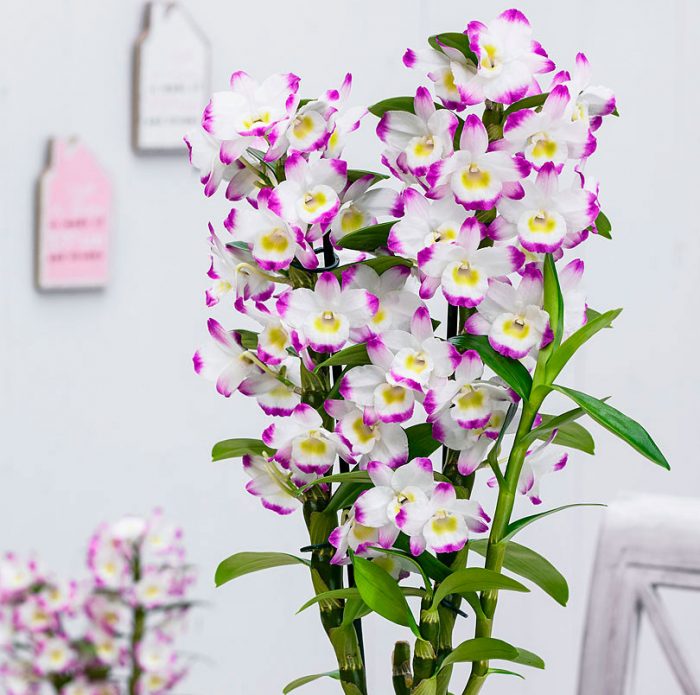 Cuidado de las orquídeas dendrobium en casa.
