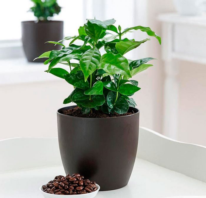 Una pianta del caffè