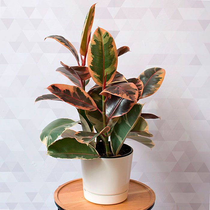 Features of rubber ficus