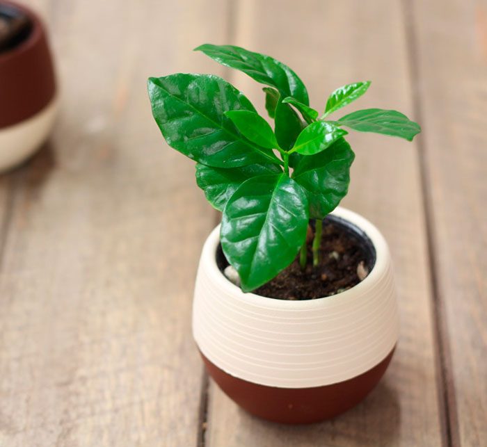 Een koffieboom overplanten