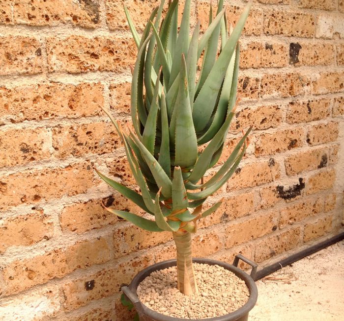 Aloe dichotominis