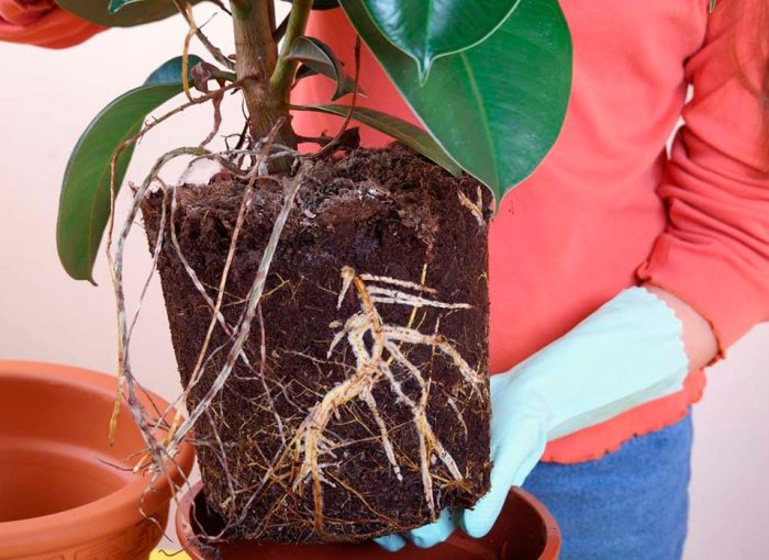 Transplant of rubber ficus
