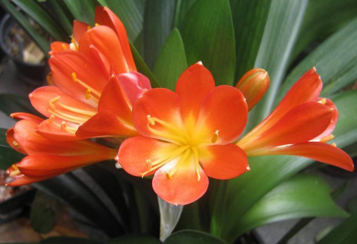 Flowering features