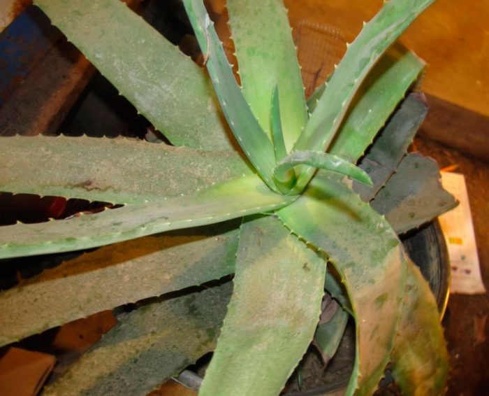 Aloe hastalıkları ve zararlıları