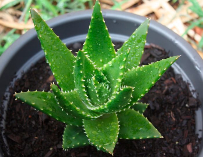 Aloe kapu u obliku