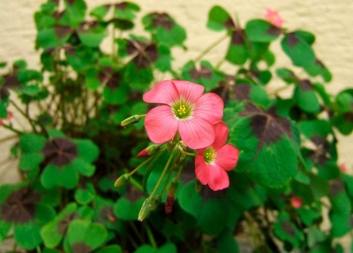Four-leaved oxalis