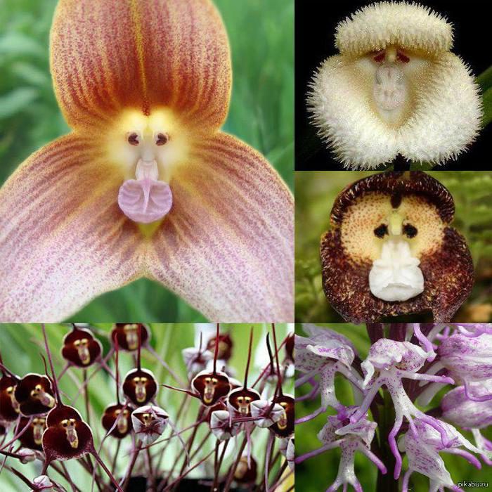 орхидея от маймуни