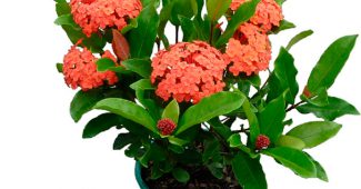 Ixora (Flame of the Woods)