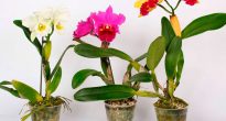 Cattleya Orkide