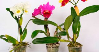 Orquídia Cattleya